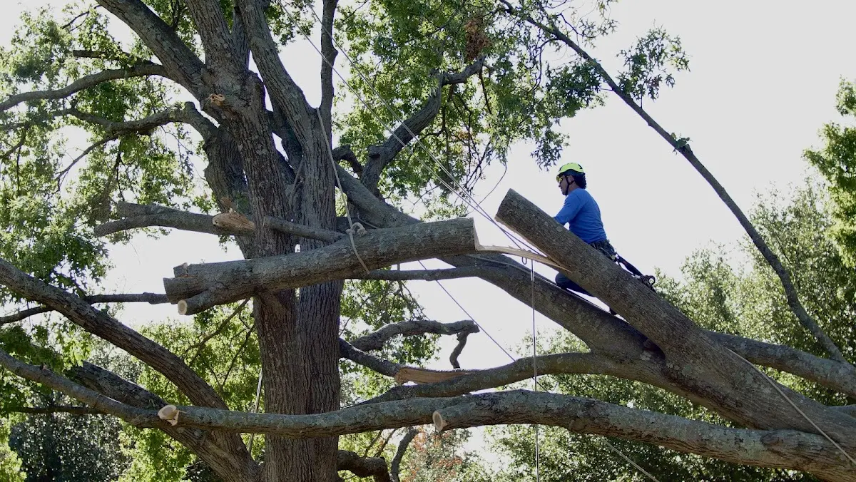 Professional Hazardous Tree Removal performed by certified arborists in Roscommon